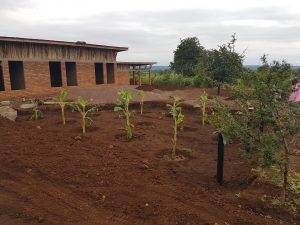 Infiltration för svartvatten med bananplantor